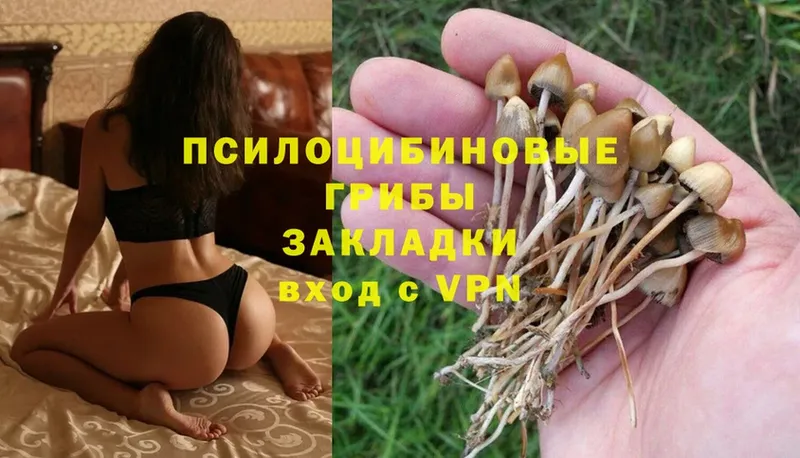 Галлюциногенные грибы Psilocybine cubensis  Чусовой 